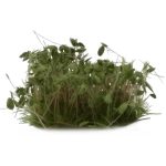 Buesche Dark Green Shrubs – Bild 4