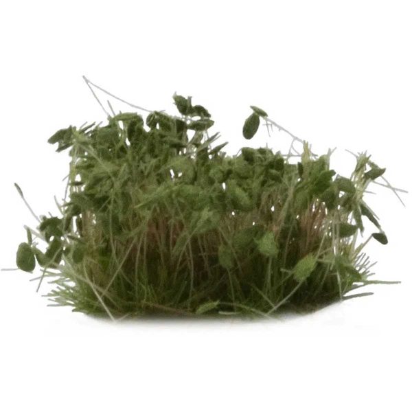 Buesche Dark Green Shrubs – Bild 4