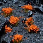 Blumen Orange – Bild 2