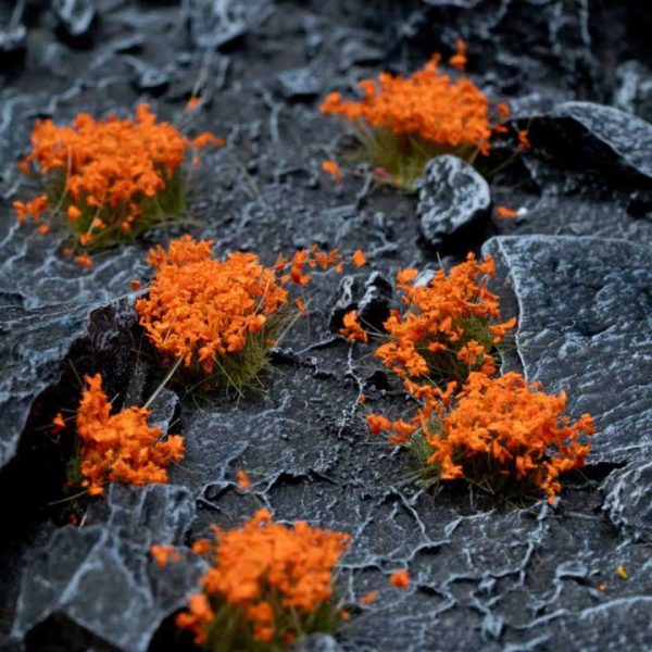 Blumen Orange – Bild 2