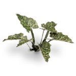 Laser Pflanzen Aronstab – Bild 5