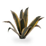 Laser Pflanzen Agave – Bild 3
