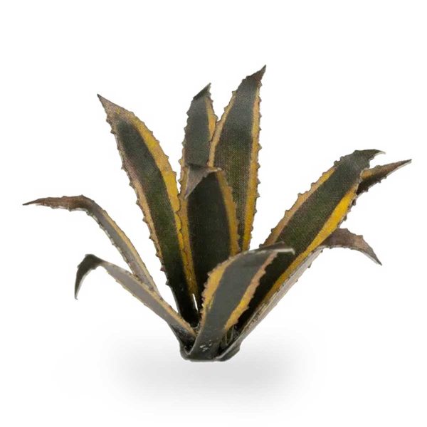 Laser Pflanzen Agave – Bild 3