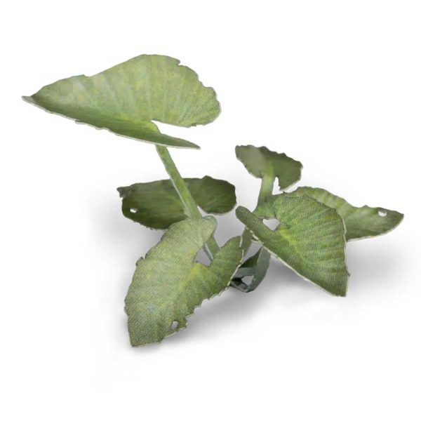 Laser Pflanzen Elefantenohren – Bild 6