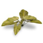 Laser Pflanzen Elefantenohren – Bild 4