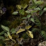 Laser Pflanzen Elefantenohren – Bild 3