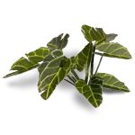 Laser Pflanzen Elefantenohren – Bild 2