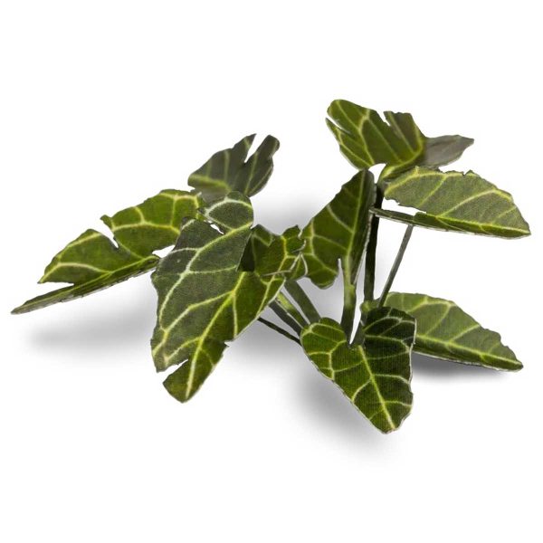 Laser Pflanzen Elefantenohren – Bild 2