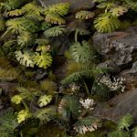 Laser Pflanzen Monstera – Bild 2