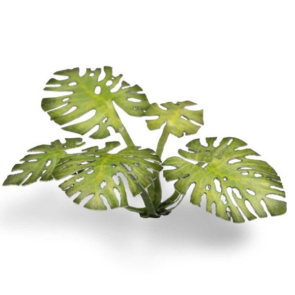 Laser Pflanzen Monstera – Bild 3