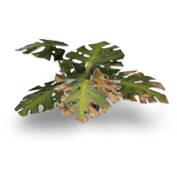 Laser Pflanzen Monstera – Bild 4