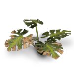 Laser Pflanzen Monstera – Bild 7