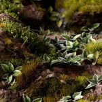 Laser Pflanzen Spitzwegerich – Bild 3