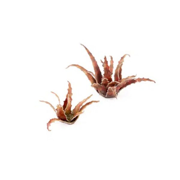 Laser Pflanzen Rote Aloe – Bild 4