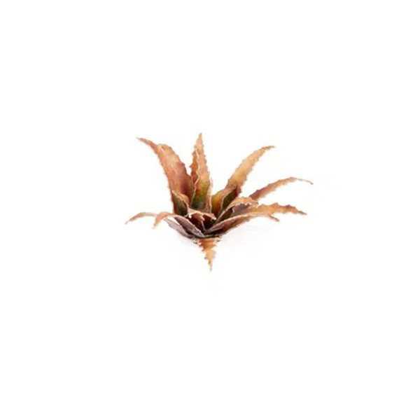 Laser Pflanzen Rote Aloe – Bild 3