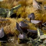 Laser Pflanzen Taro – Bild 5