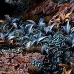 Laser Pflanzen Alien Farn – Bild 4